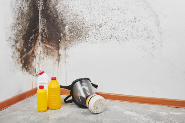 Best Insurance-Related Mold Remediation in Prineville, OR