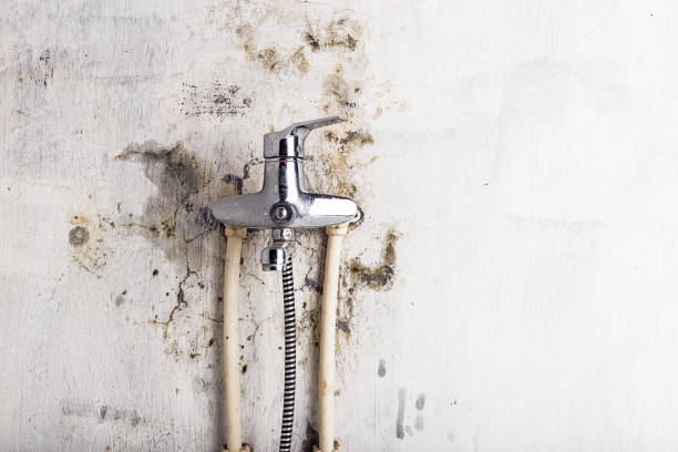 Best Basement Mold Remediation in Prineville, OR