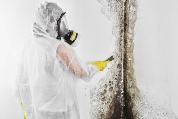 Best Emergency Mold Remediation in Prineville, OR
