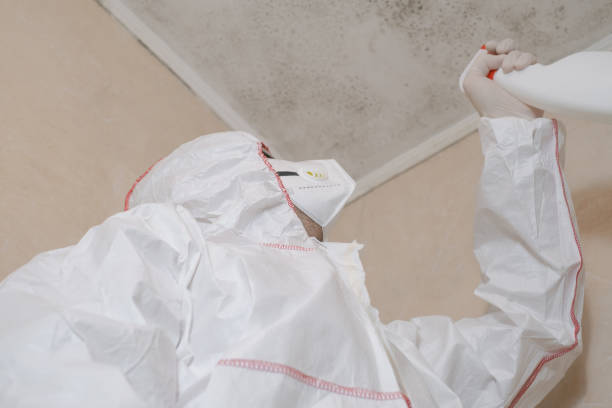 Best Basement Mold Remediation in Prineville, OR
