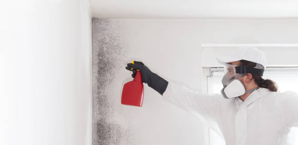 Best Localized Mold Remediation (e.g., coastal areas, humid climates) in Prineville, OR