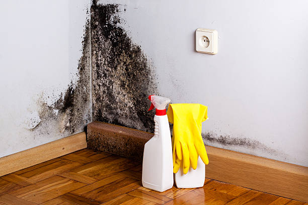 Best Bathroom Mold Remediation in Prineville, OR