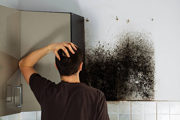Best Attic Mold Remediation in Prineville, OR